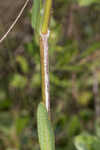 Largeflower milkweed